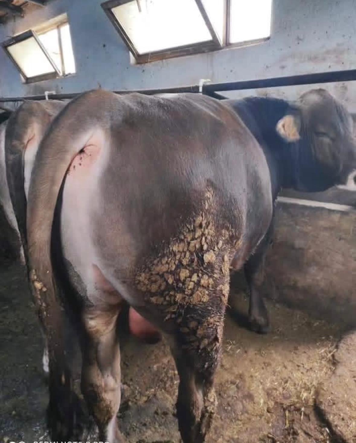 Pehlivanlar Besicilik